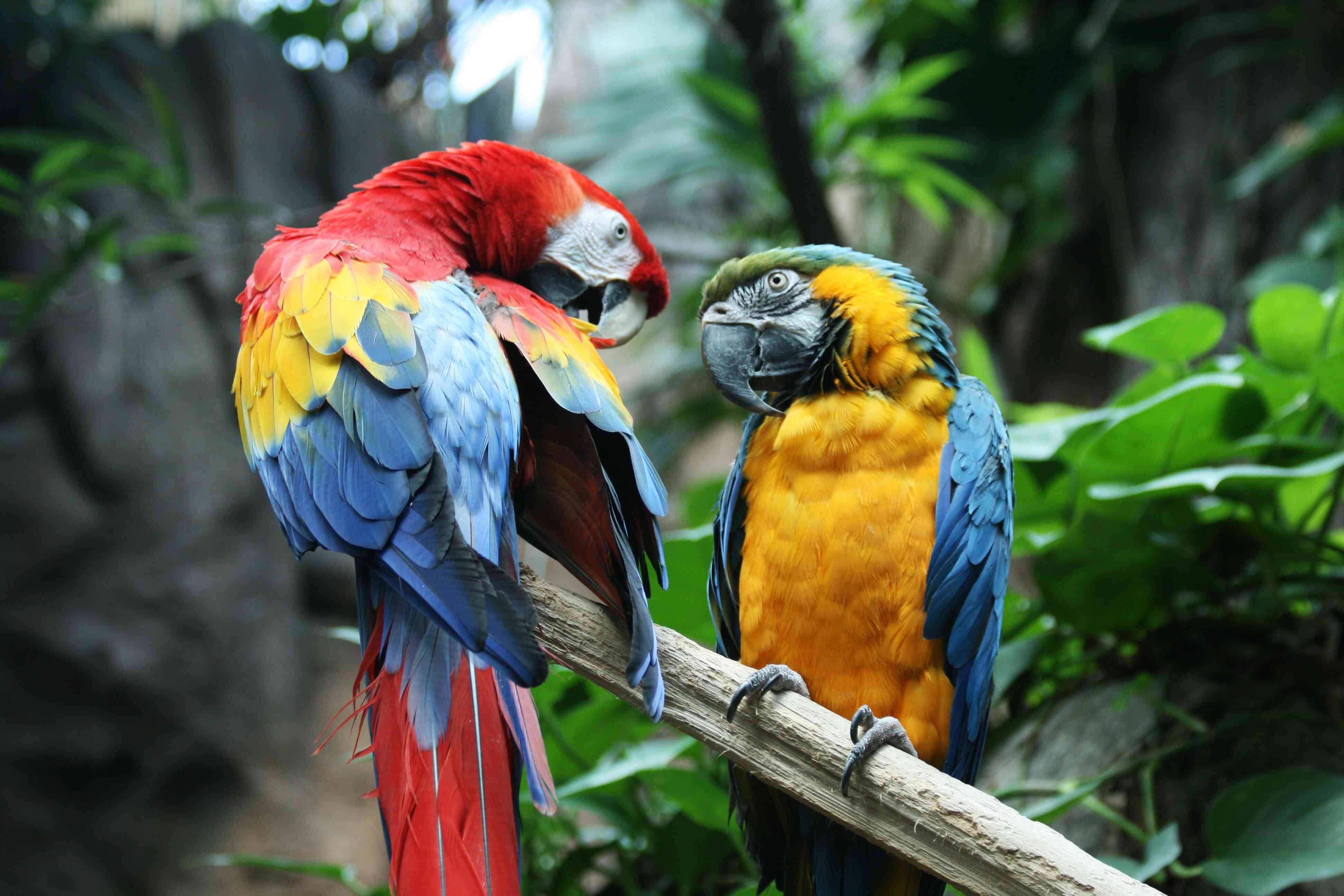 ../_images/parrot_thumbnail.jpg